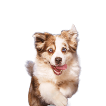 perro