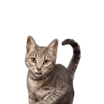 gato